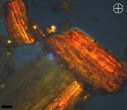 Safran, polarisiertes Licht