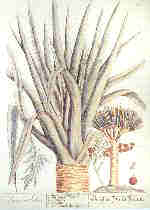 Drachenblutbaum