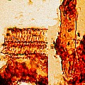 Drachenblut, organische Teile