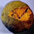Indischgelb, getrockneter Rohstoff. Abb. aus: Artist's Pigments, Vol.1