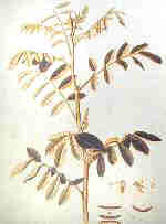 Indigopflanze