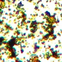 Masticot