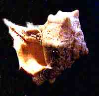 Purpurschnecke