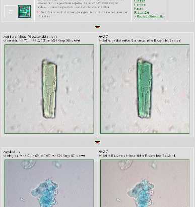 Pleochroismus